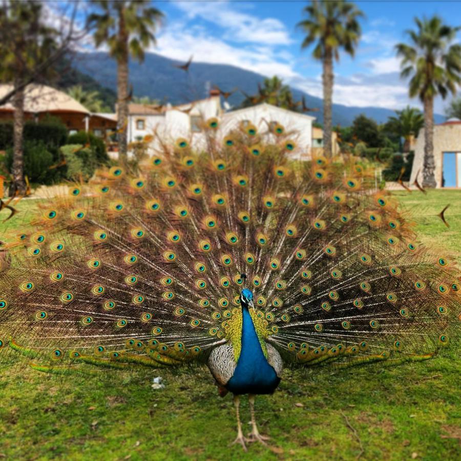 Villa Can Jordi Del Montnegre à Sant Iscle De Vallalta Extérieur photo